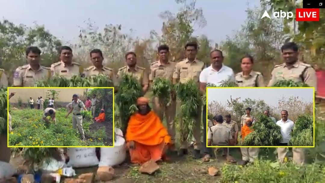 पुजारी बनकर मंदिर में करता था नशे की खेती, गेंदे के फूल की बगिया में उगा रखा था लाखों का गांजा